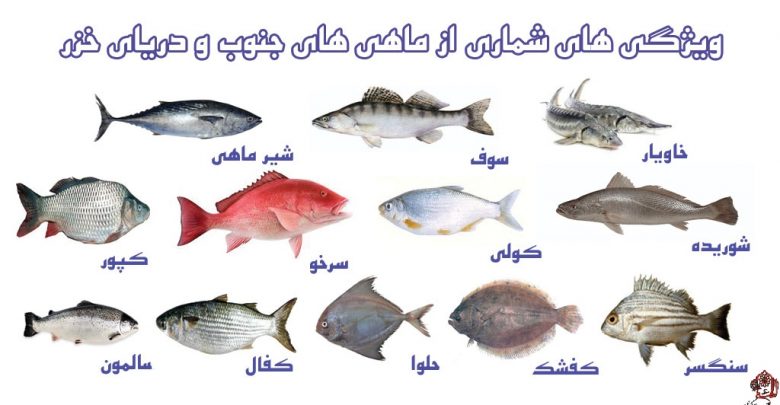 انواع ماهی